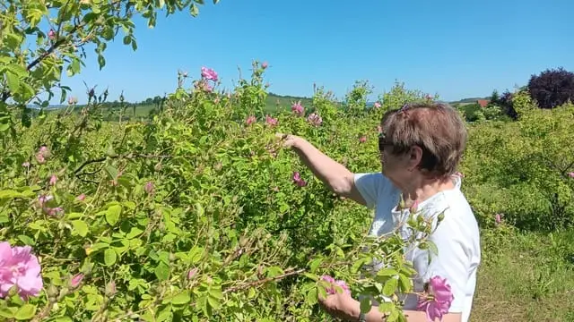 Rosensaison 2026 in Holzhausen-Rosenfeld