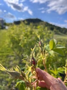 Bild Rosenknospe zur Rosensaison 2026 in Holzhausen